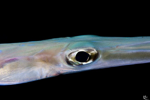 Cornet fish at night by Rico Besserdich 